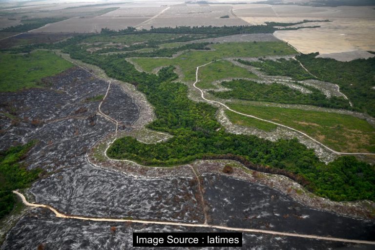 아마존 열대우림 보호 협약에서 탈퇴한 주요 대두 거래업체